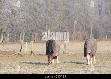 Chevaux robuste dans un champ sur un matin glacial Banque D'Images