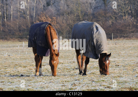 Chevaux robuste dans un champ sur un matin glacial Banque D'Images