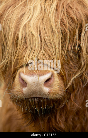 Vache Highland, Scotland Banque D'Images