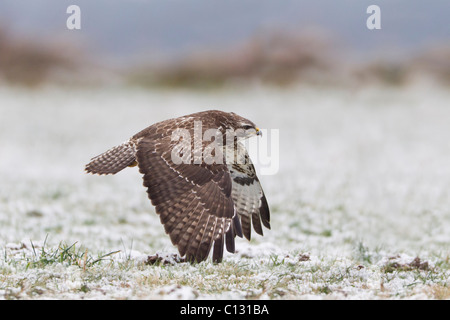 Buse variable (Buteo buteo) en vol au dessus de champ couvert de neige Banque D'Images