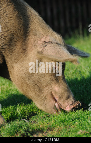 Gamme de cochon dans le New Forest Banque D'Images