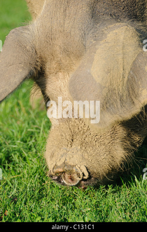 Gamme de cochon dans le New Forest Banque D'Images