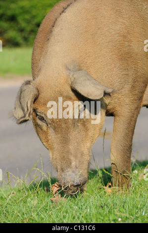 Gamme de cochon dans le New Forest Banque D'Images