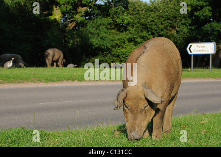 Gamme de cochon dans le New Forest Banque D'Images