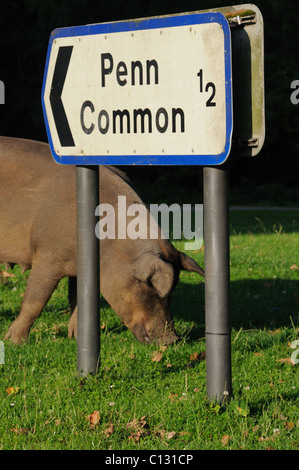 Gamme de cochon dans le New Forest Banque D'Images