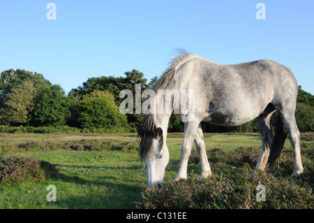 Poney New Forest Banque D'Images