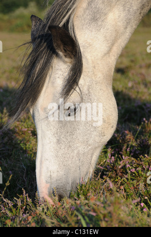 Portrait de poney new forest Banque D'Images