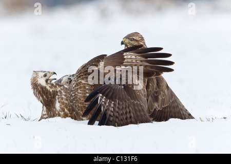 Buse variable (Buteo buteo), deux combats de nourriture en hiver Banque D'Images