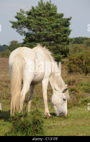 Portrait de poney new forest Banque D'Images