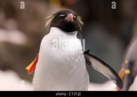Western Rockhopper Penguin (Eudyptes chrysocome) Banque D'Images