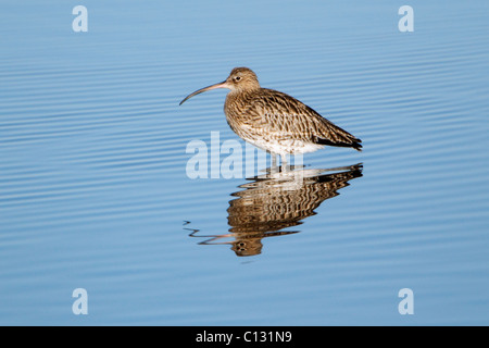 Curlew (Numenius arquata), reposant en mer, Northumberland, England Banque D'Images