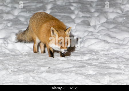 European Fox (Vulpes vulpes), en hiver, le jardin couvert de neige Banque D'Images