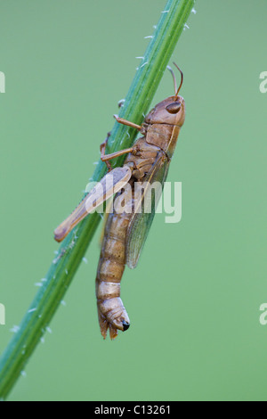 Sauterelle (Chorthippus parallelus), reposant sur l'herbe d'essuyage, Basse-Saxe, Allemagne Banque D'Images