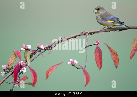 Verdier (Carduelis chloris), sur la floraison Viburnum bush, automne, Basse-Saxe, Allemagne Banque D'Images