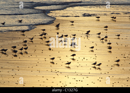 Black mouettes (Larus ridibundus), au lever du soleil sur la plage, à l'automne, Northumberland, England Banque D'Images