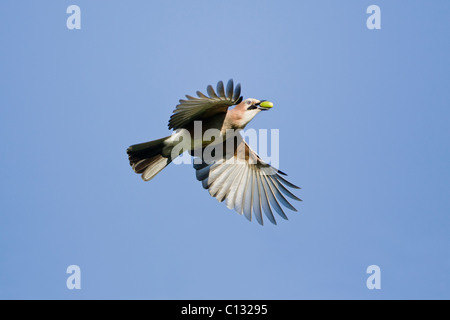 Jay (Garrulus glandarius), en vol, avec acorn dans le projet de loi, l'automne, Basse-Saxe, Allemagne Banque D'Images