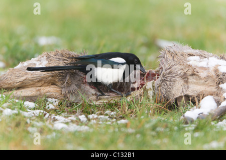 Magpie commune (Pica pica), se nourrir de carcasses de cerfs en hiver Banque D'Images