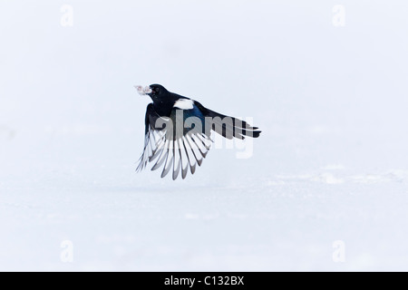 Magpie commune (Pica pica), en vol avec de la nourriture en hiver, bec Banque D'Images