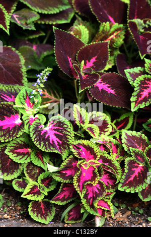 Plante avec feuilles rouges Coleus Banque D'Images