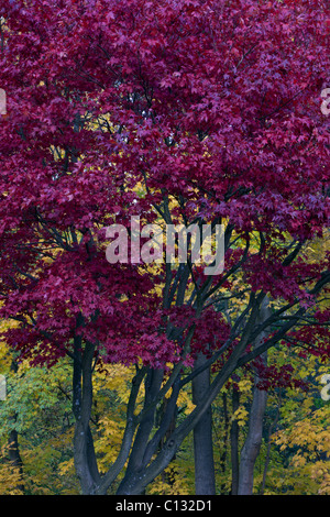 L'érable japonais (Acer palmatum sp.), l'arbre en automne couleur, Basse-Saxe, Allemagne Banque D'Images