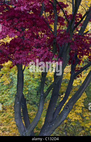 L'érable japonais (Acer palmatum sp.), l'arbre en automne couleur, Basse-Saxe, Allemagne Banque D'Images