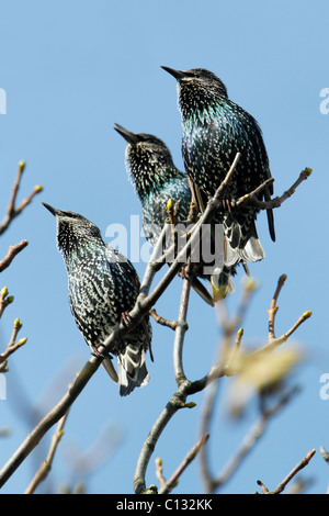 Starling (Sternus vulgaris), trois assis sur une branche, chant, Northumberland, England Banque D'Images