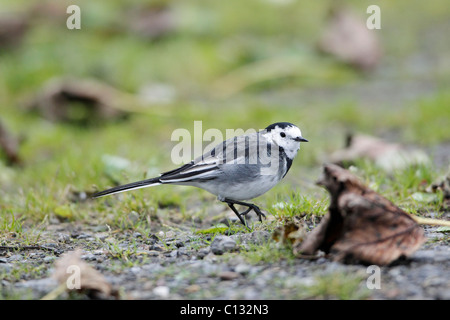 Blanc ou pied Bergeronnette (Motacilla alba), perché sur la voie, automne, Northumberland, England Banque D'Images