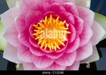 , Nénuphar (Nymphaea sp.), s'épanouir en étang de jardin, Basse-Saxe, Allemagne Banque D'Images