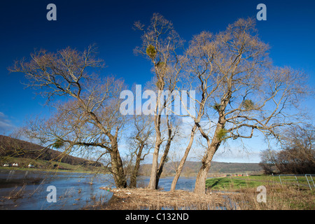 Crack Willow, Salix fagilis (), arbres en hiver l'eau des crues, de la rivière Weser, Basse-Saxe, Allemagne Banque D'Images