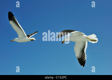 Théâtre de deux oiseaux de mer Gull Larus dominicanus Kelp en vol libre contre ciel bleu clair l'action animal de la faune Banque D'Images