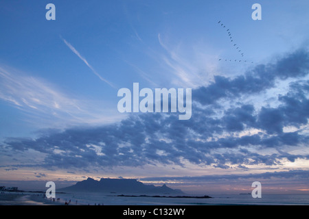 L'Afrique de l'ibis sacré troupeau Threskiornis aethiopicus après le coucher du soleil Big Bay Bloubergstrand Cape Town Western Cape Province Sud Banque D'Images