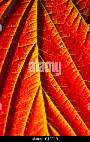 Feuille d'automne de de ronce ou de Blackberry (Rubus fruticosus agg.) Powys, Pays de Galles. Banque D'Images