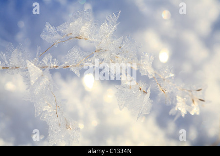 Cristaux de glace sur une herbe de fétuque seedhead, sur un fond de neige. Powys, Pays de Galles. Décembre. Banque D'Images