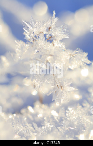 Cristaux de glace sur une herbe de fétuque seedhead, sur un fond de neige. Powys, Pays de Galles. Banque D'Images