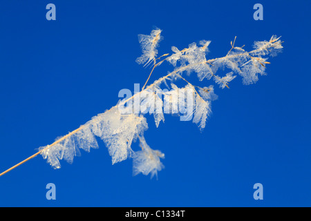 Cristaux de glace sur une herbe de fétuque seedhead. Powys, Pays de Galles. Banque D'Images