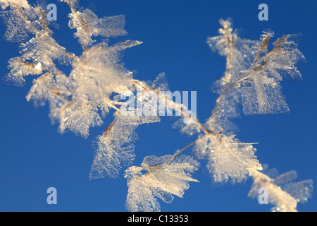 Cristaux de glace sur une herbe de fétuque seedhead. Powys, Pays de Galles. Décembre. Banque D'Images