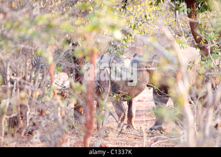 Troupeau de rhinocéros caché dans bush, île de Rhino, le lac Kariba, Mutasadona National Park, Zimbabwe Banque D'Images