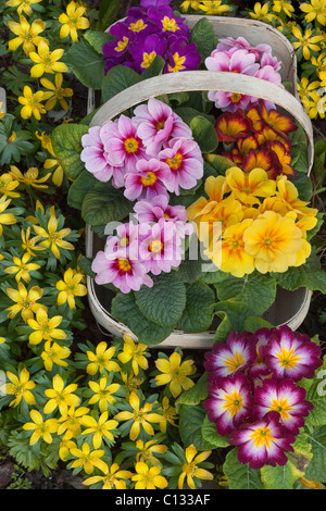 Polyanthus en fleurs avec les perce-neige et Hiver aconites dans un jardin de printemps border Banque D'Images