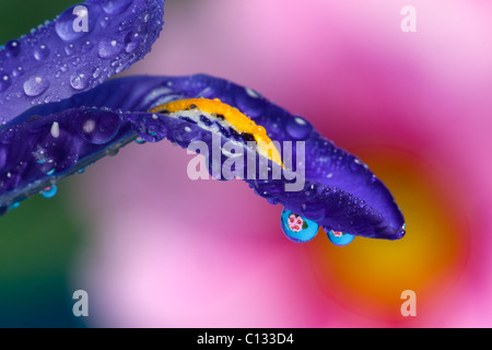 Polyanthus rose et rouge à l'intérieur de gouttelettes d'eau reflète fleurs Banque D'Images