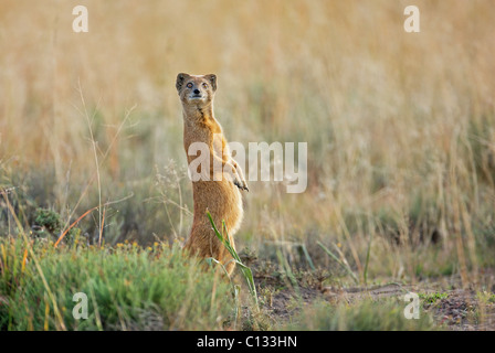 (Cynictis penicillata Mangouste jaune) donne pour le danger, Mountain Zebra National Park, Province orientale du Cap, Afrique du Sud Banque D'Images