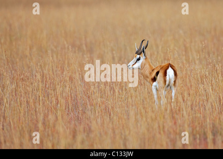 Le Springbok (Antidorcas marsupialis) donne sur les plaines, Mountain Zebra National Park, Province orientale du Cap, Afrique du Sud Banque D'Images