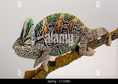 Le Yémen ou Chameleon Chamaeleo calytratus voilée Banque D'Images