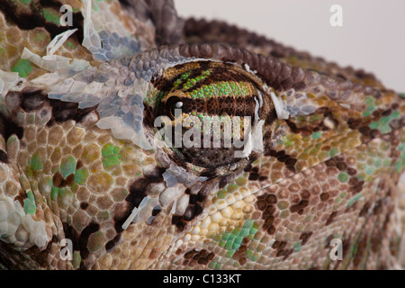 Chamaeleo Chameleon voilée Yémen ou détails des yeux calytratus Banque D'Images