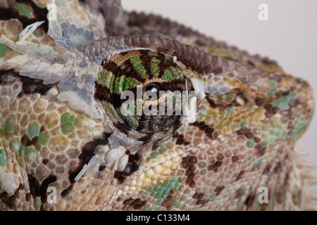 Chamaeleo Chameleon voilée Yémen ou détails des yeux calytratus Banque D'Images