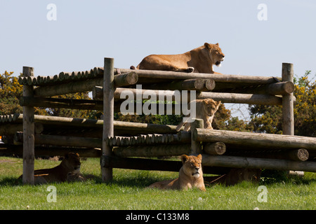 3 lionnes et un cub reposant sur une structure de journal à West Midland Safari Park. Banque D'Images