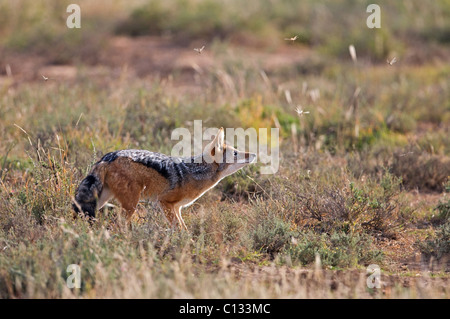 Jackal alimentation, Mountain Zebra National Park, Province orientale du Cap, Afrique du Sud Banque D'Images