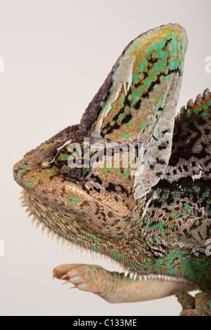 Chamaeleo Chameleon voilée Yémen ou détails des yeux calytratus Banque D'Images