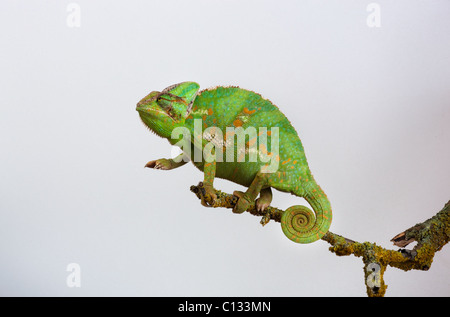 Le Yémen ou Chameleon Chamaeleo calytratus voilée Banque D'Images