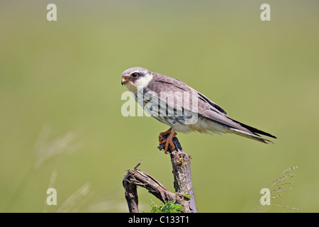 Falcon (Falco amurensis Amur) perching on branch, Mkambathi Game Reserve, le Transkei Côte, Province orientale du Cap, Afrique du Sud Banque D'Images