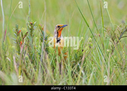 Cape Longclaw (Macronyx capensis) à se cacher dans l'herbe, Mkambathi Game Reserve, le Transkei Côte, Province orientale du Cap, Afrique du Sud Banque D'Images